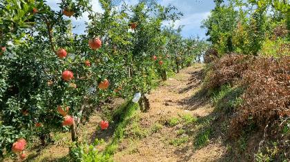 突尼斯软籽石榴超级好吃,突尼斯软籽石榴不用吐籽就能吃