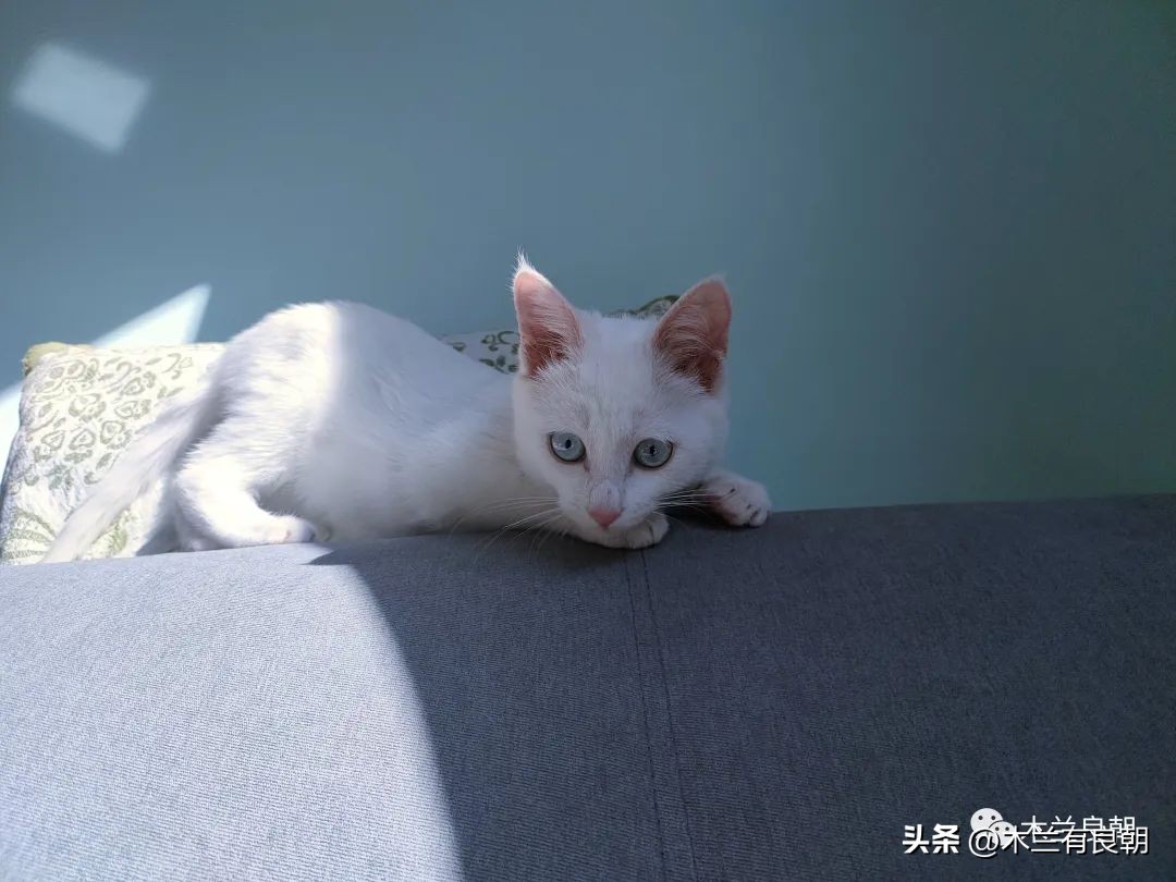 这回这妖精是真的要拆家了