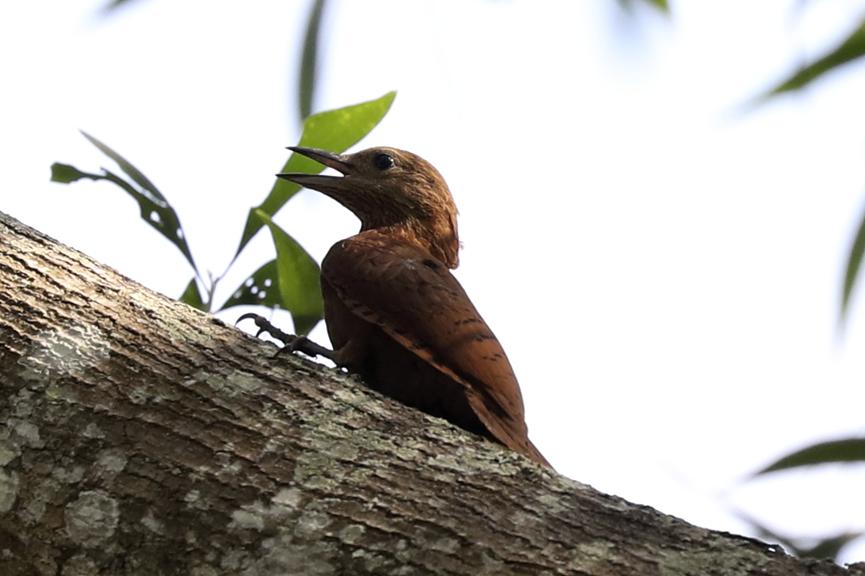 当猫头鹰飞入校园之后的样子,当猫头鹰在人家门口转头被吓到