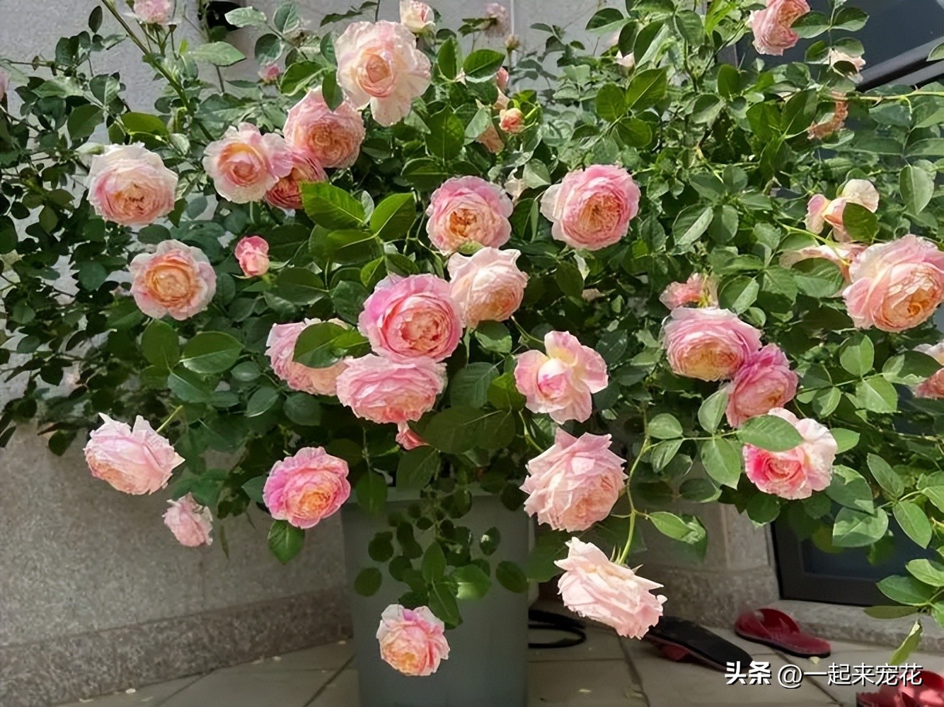 十大公认最好养阳台微型月季,耐晒且花期长又容易养的月季品种