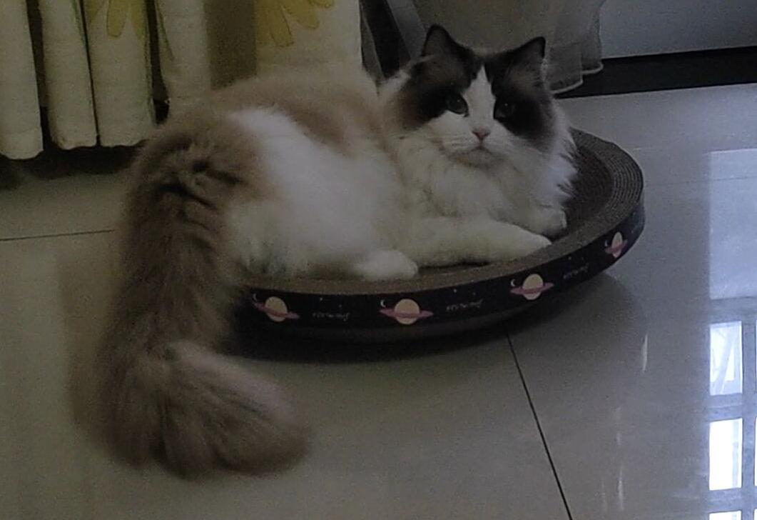 你知道兔子吃不吃草吗,你知道小兔兔吃的是什么吗