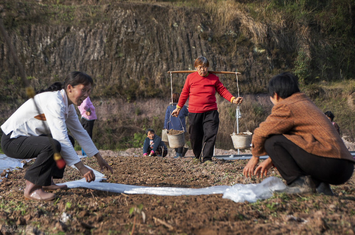 怎样种植生姜才能高产,生姜适合什么土壤种植才能高产呢