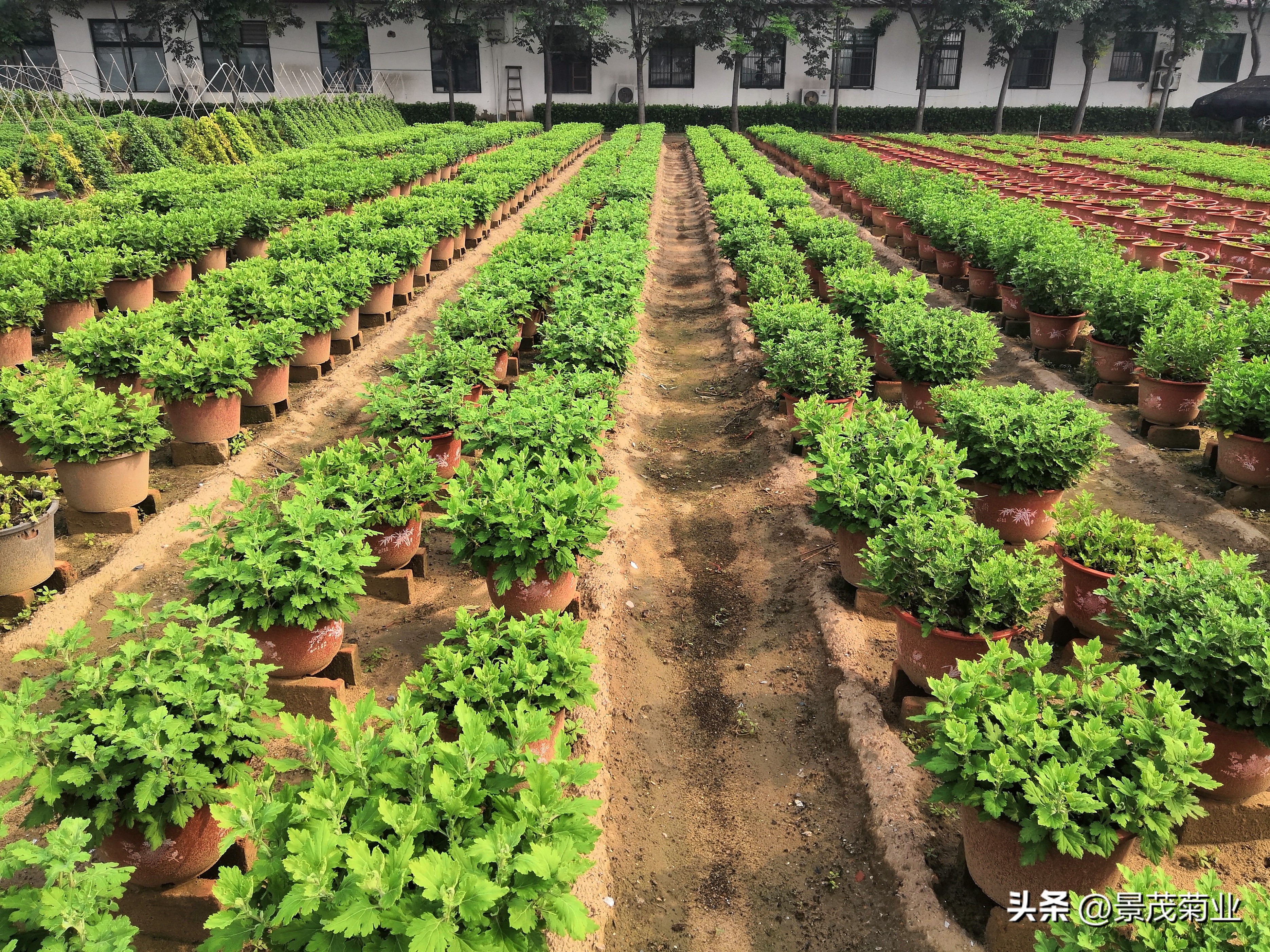 菊花叶子在变黄用什么治,菊花得了锈病叶子还能恢复吗