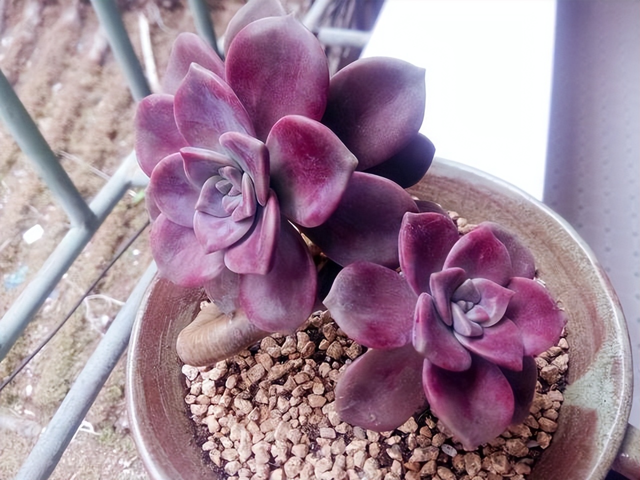 多肉厚脸皮图片大全,5种耐阴多肉植物