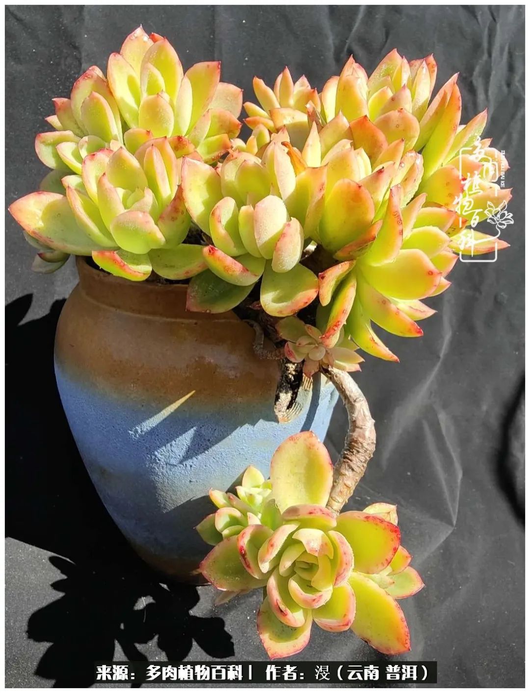 云南的冬天没有云！养肉七年，不谈得失，只论陪伴！