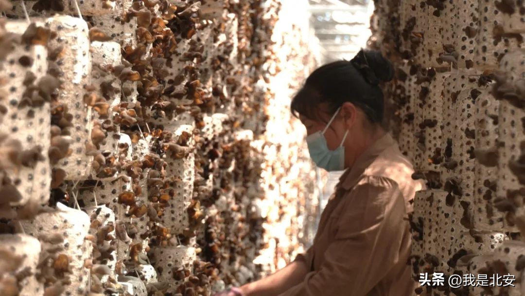 乡村振兴菌菇产业图文,扶贫菇铺就脱贫致富路