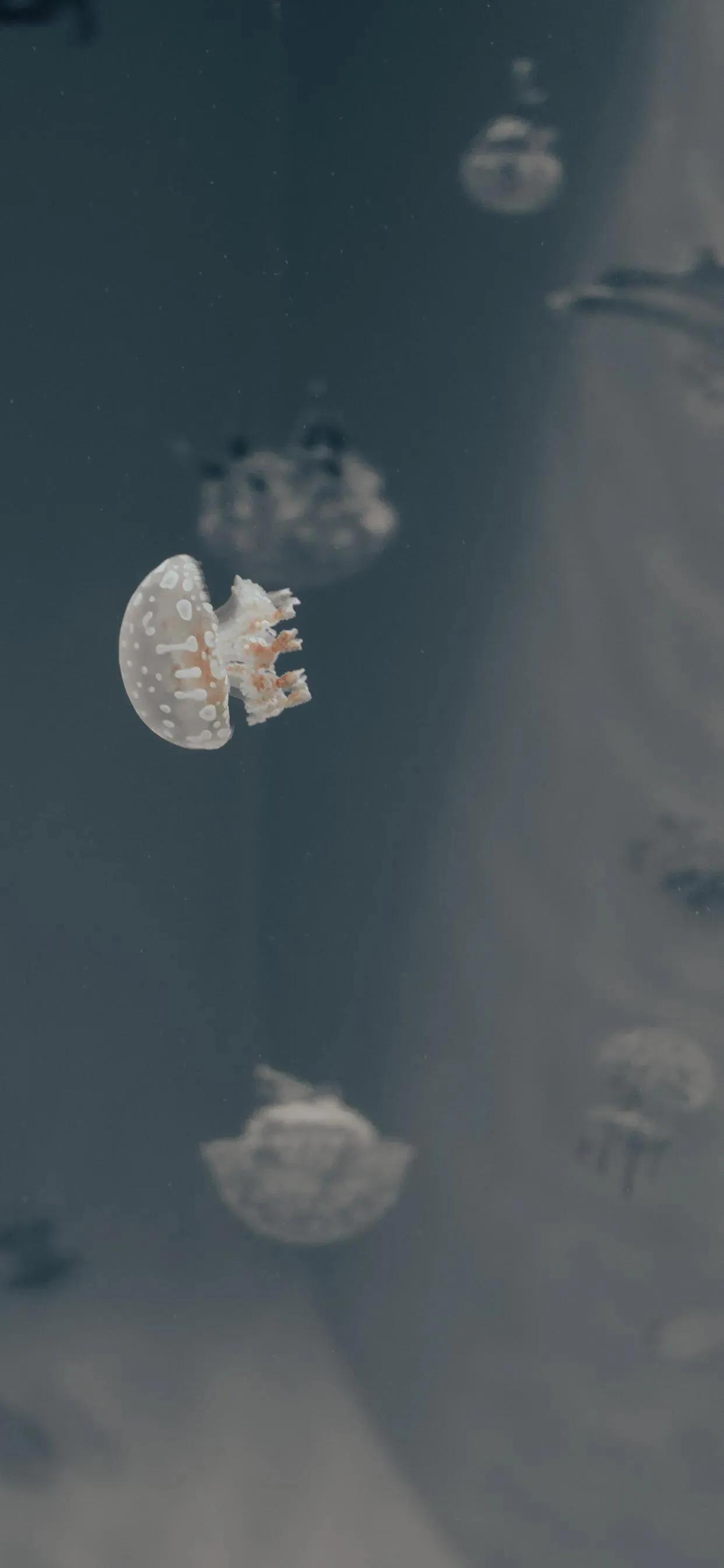 蓝色海景壁纸图片大全,海景壁纸4k超清全面屏