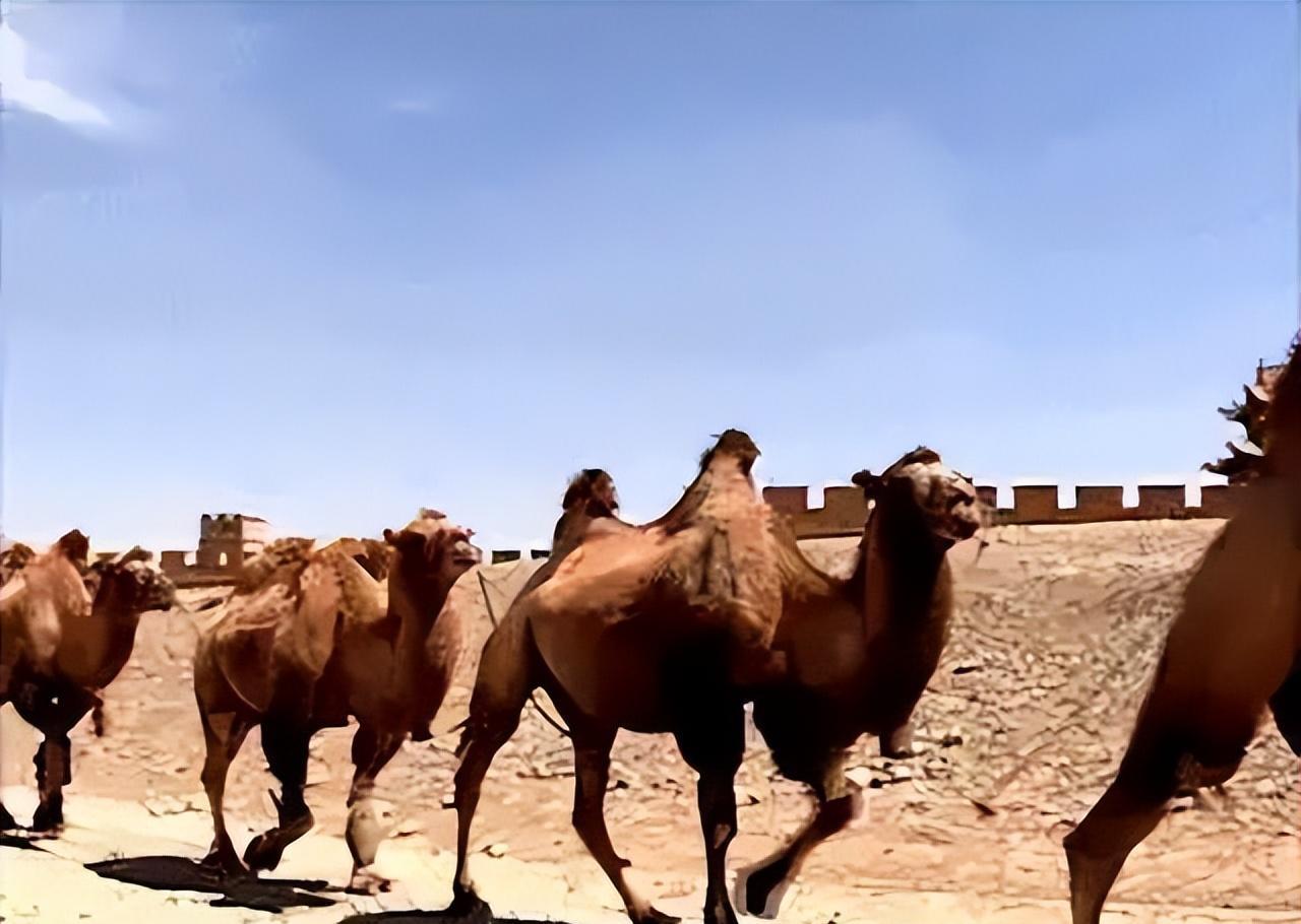 骆驼王者荣耀,骆驼是沙漠中的霸主
