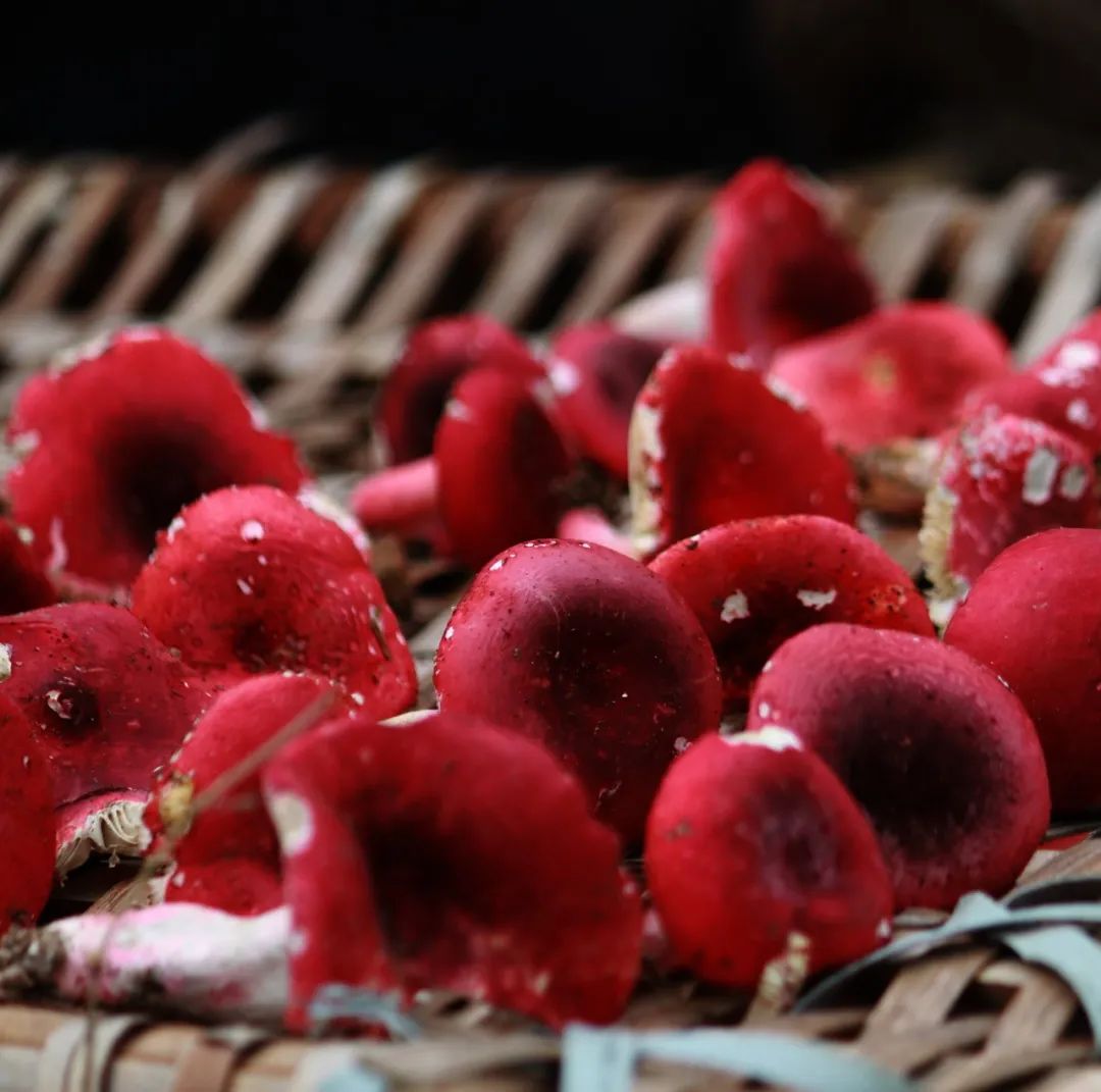 云南红菇好吃吗,云南山野红菇