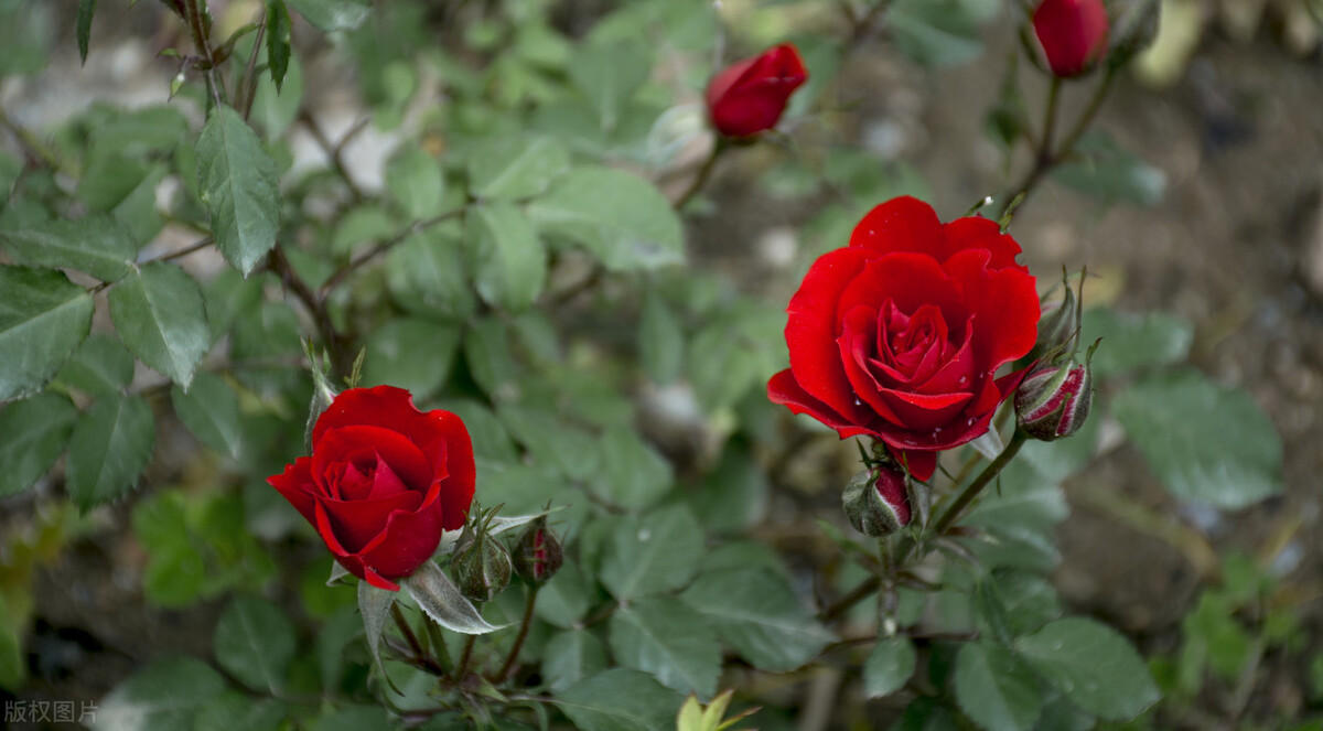 海屹诗文精选,海屹