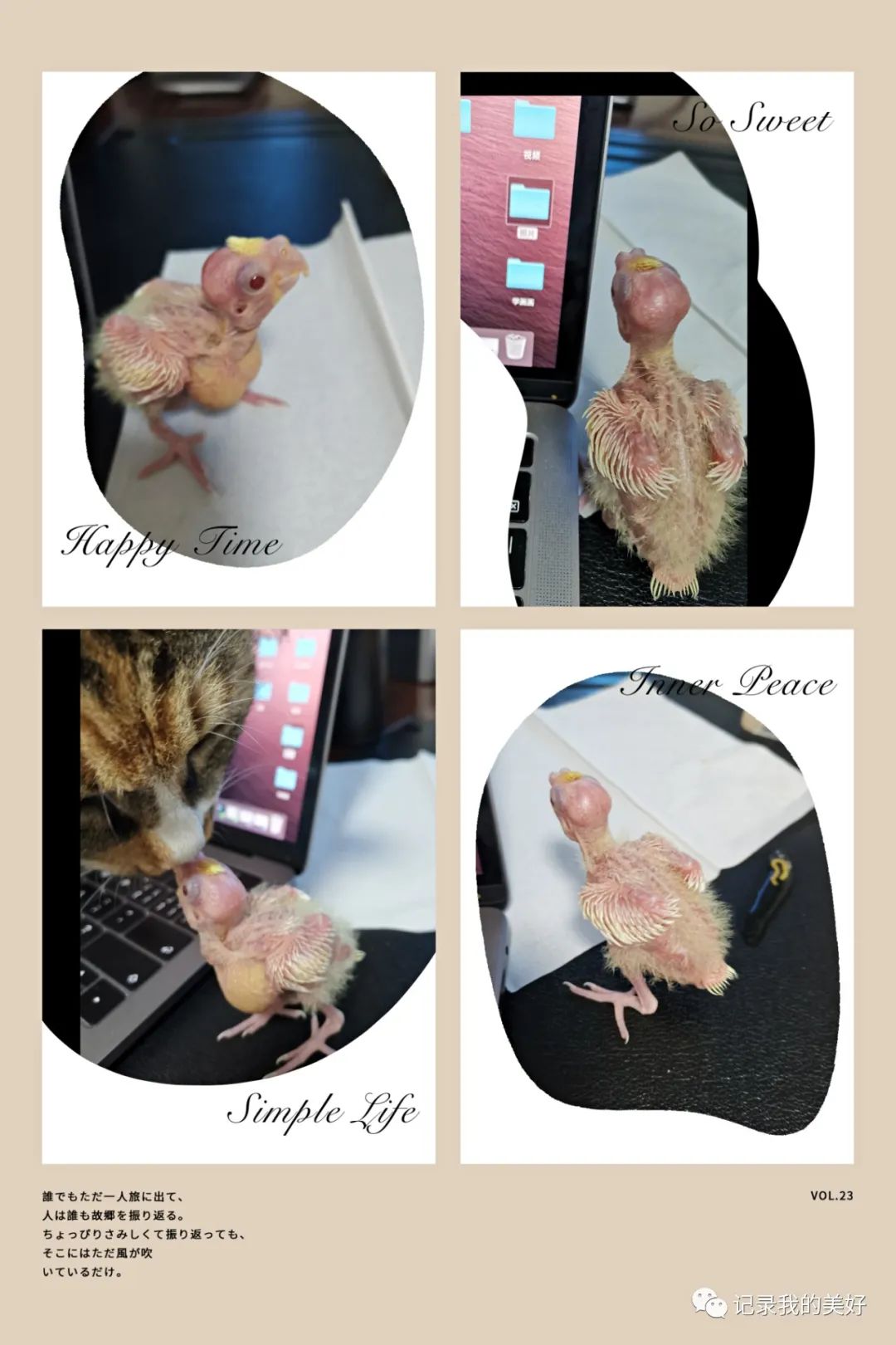 金丝雀驯养手册5,玄凤鹦鹉养成攻略