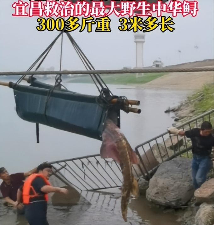 江豚回归禁渔带来长江种群新变化,长江十年禁渔江豚会恢复种群吗