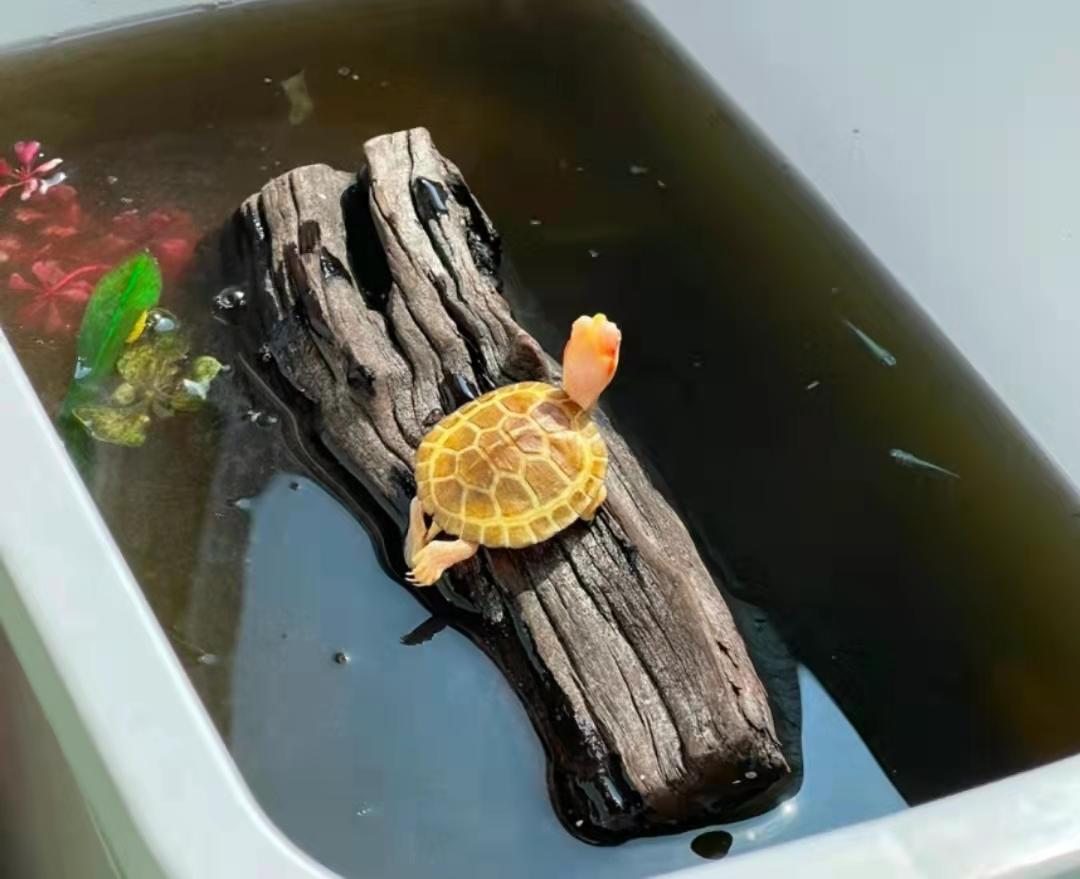 水龟怎么治疗真菌,水龟生病怎么治疗