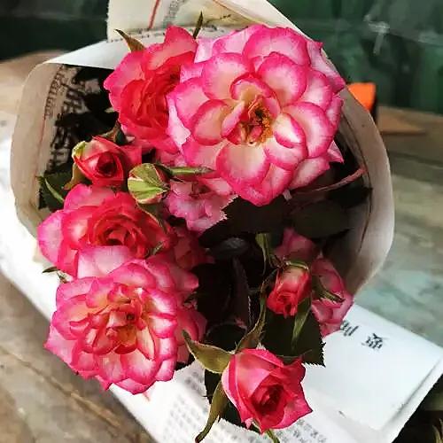 旋转木马和粉扇月季区别,月季旋转木马怎么养