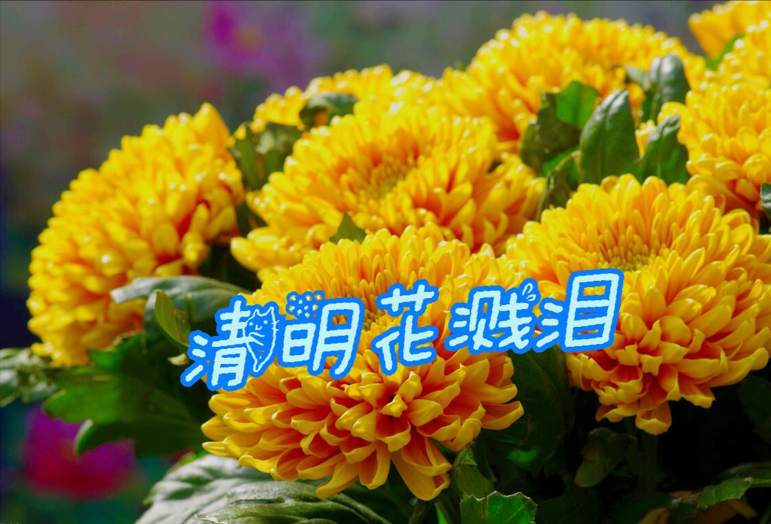 清明节雨纷纷举国上下寄哀思,清明节伤感词思念天堂的父母