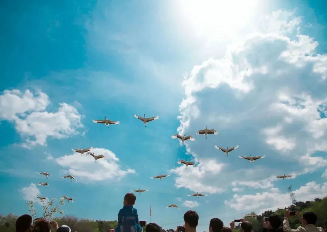 周末去哪玩推荐沈阳,周一游玩沈阳攻略