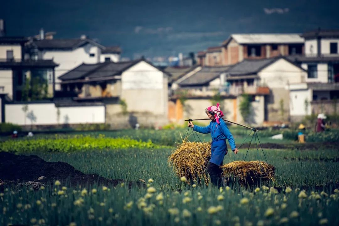 拐枣可以泡水和泡酒,拐枣与肉桂泡酒功效