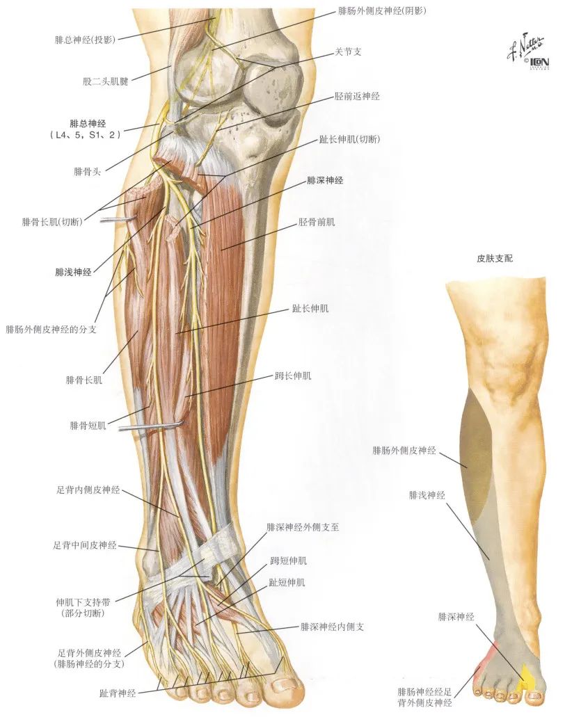 脊神经支配区域解剖图简图,脊神经及其分支的支配范围