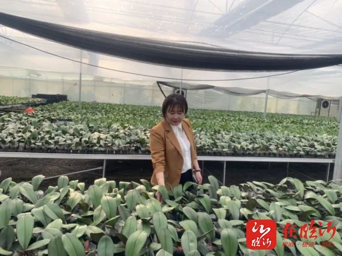 乡村振兴四雁工程,实施头雁工程乡村振兴