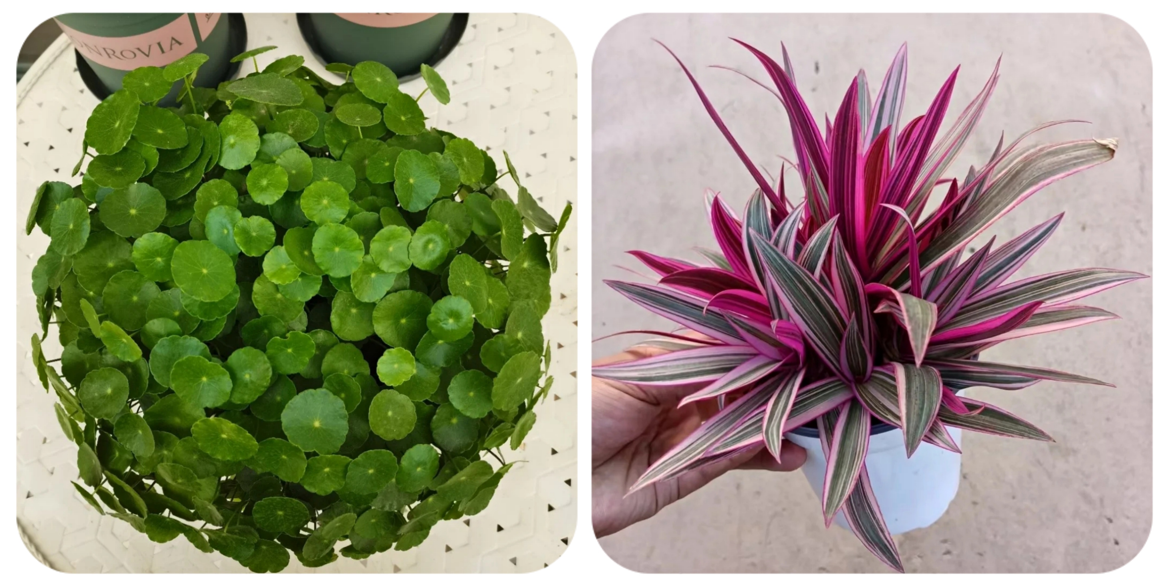 100个阳台养什么花好,100种阳台养的花草