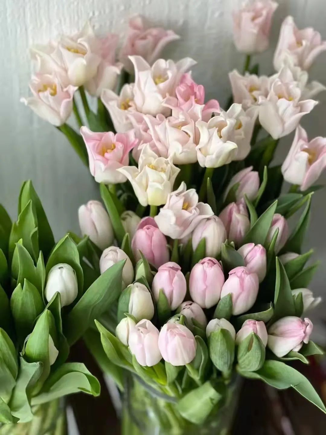 三月花事Vol.2|那些属于女神们的花