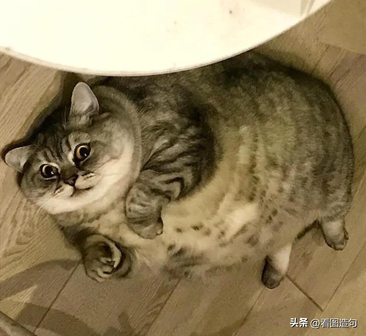 公泰迪绝育后性格会变好吗,当猫咪发现自己被绝育后的表现