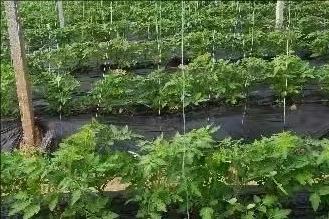 西红柿花脱落凸起是怎么回事,西红柿花谢了是咋回事