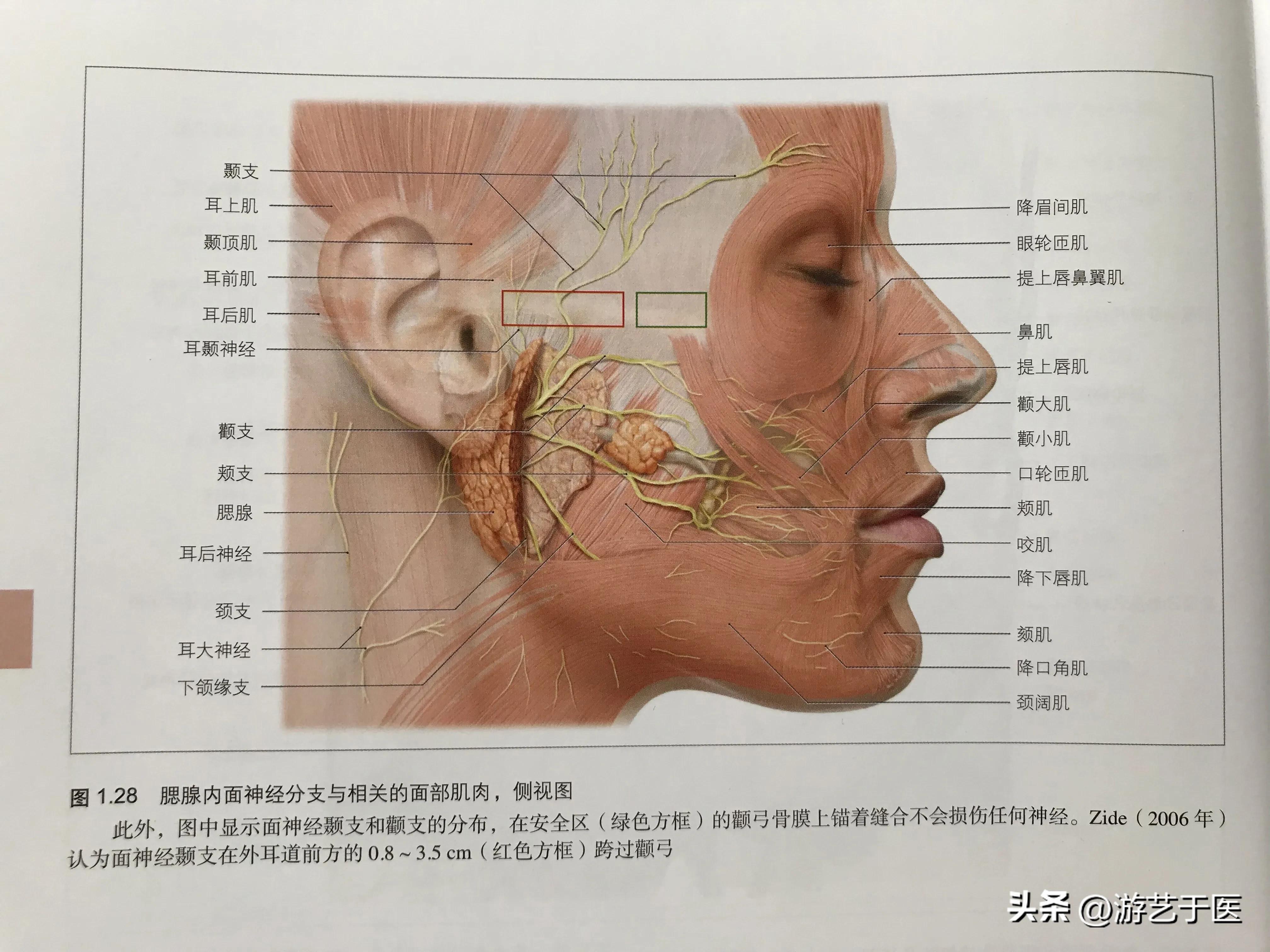 耳朵后面痛是要面瘫了吗,出现耳后疼痛小心是面瘫