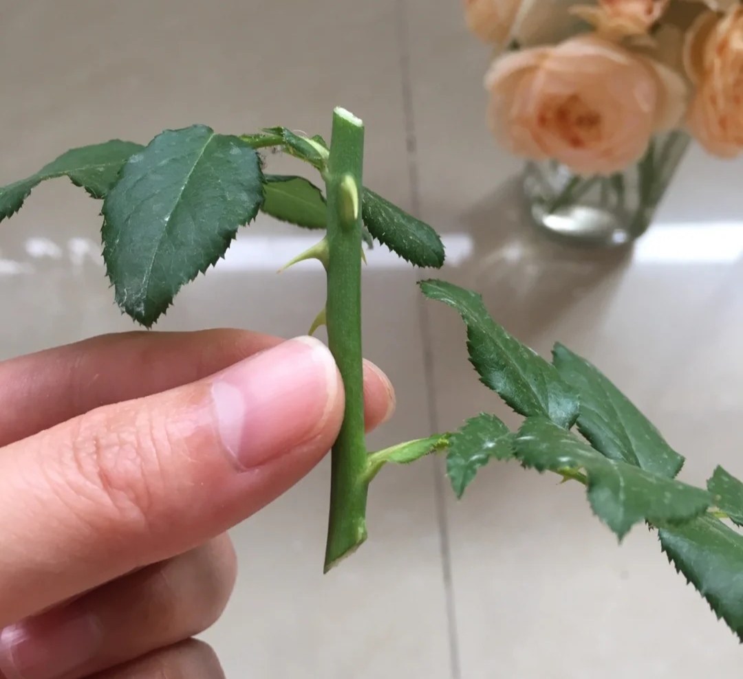 春天种的花花草草,9种花掐根枝就能活不用管就爆盆