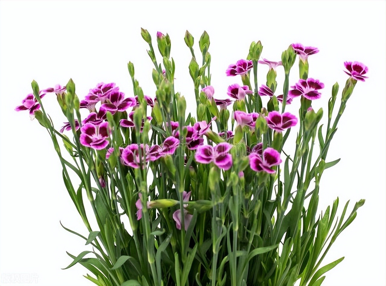 美人花种植方法,适合秋天播种的时令花