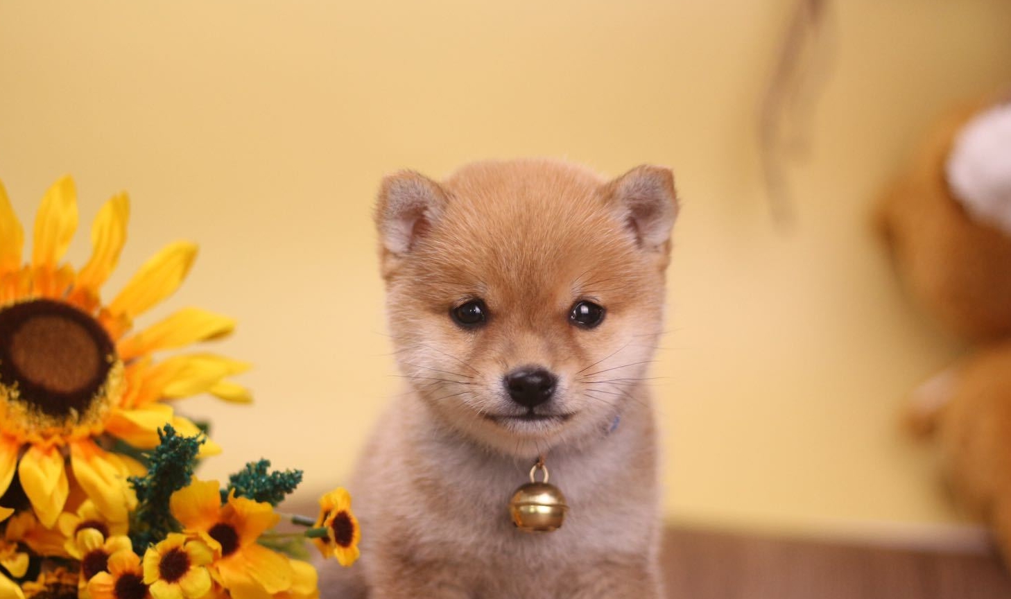 新手必看纯种柴犬到底怎么辨别,教你如何辨别纯种柴犬和串串