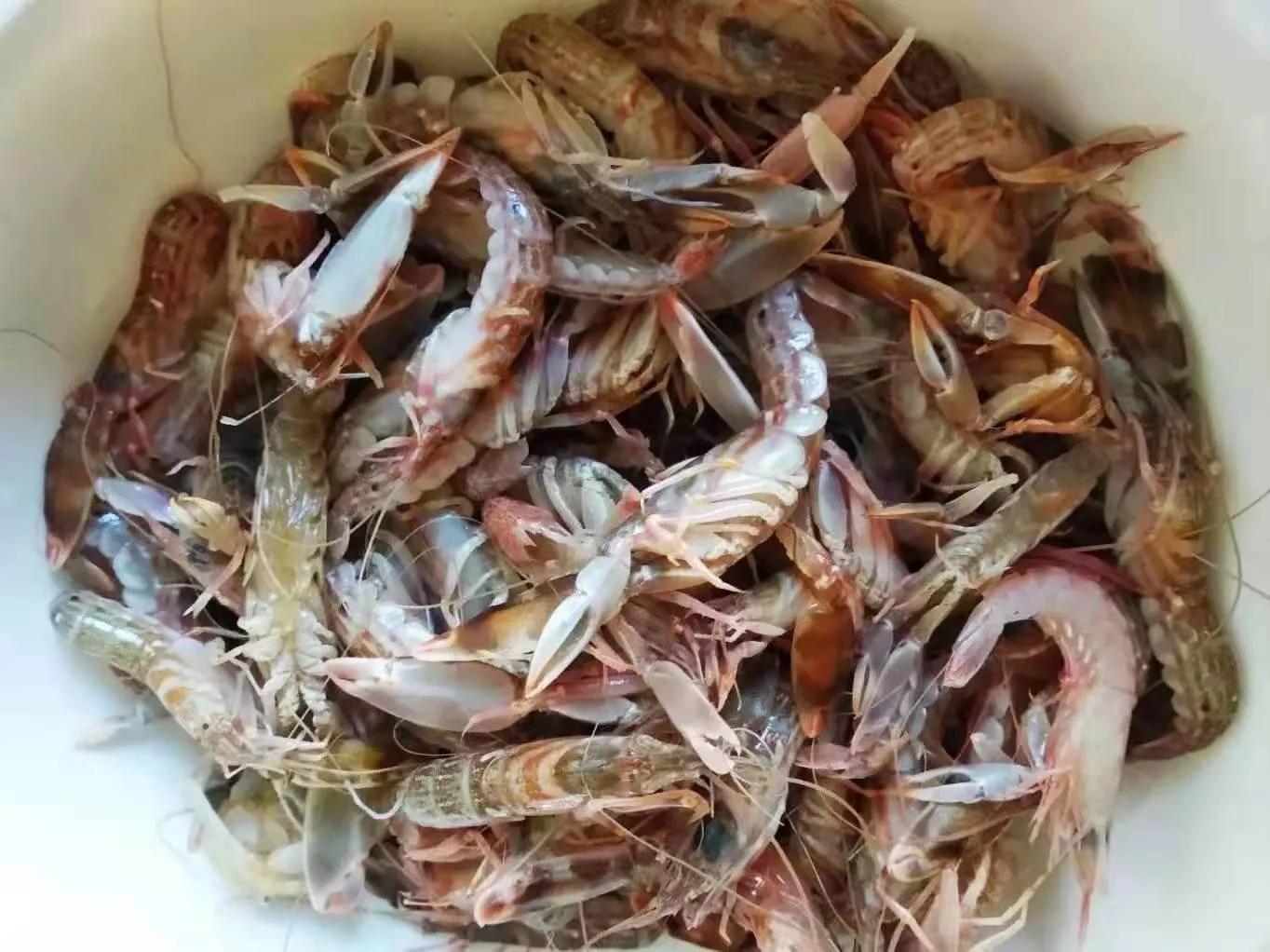 什么季节的海虾最便宜,海虾一般几月份大量上市