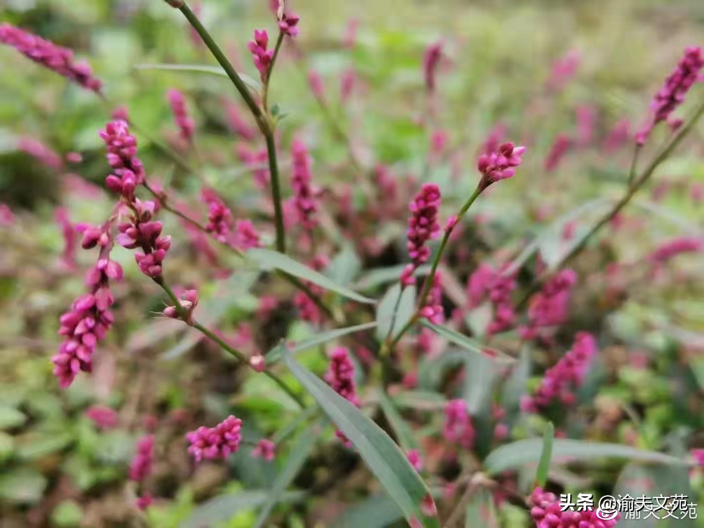 鐖辩殑璁板繂925,鐖辩殑璁板繂1