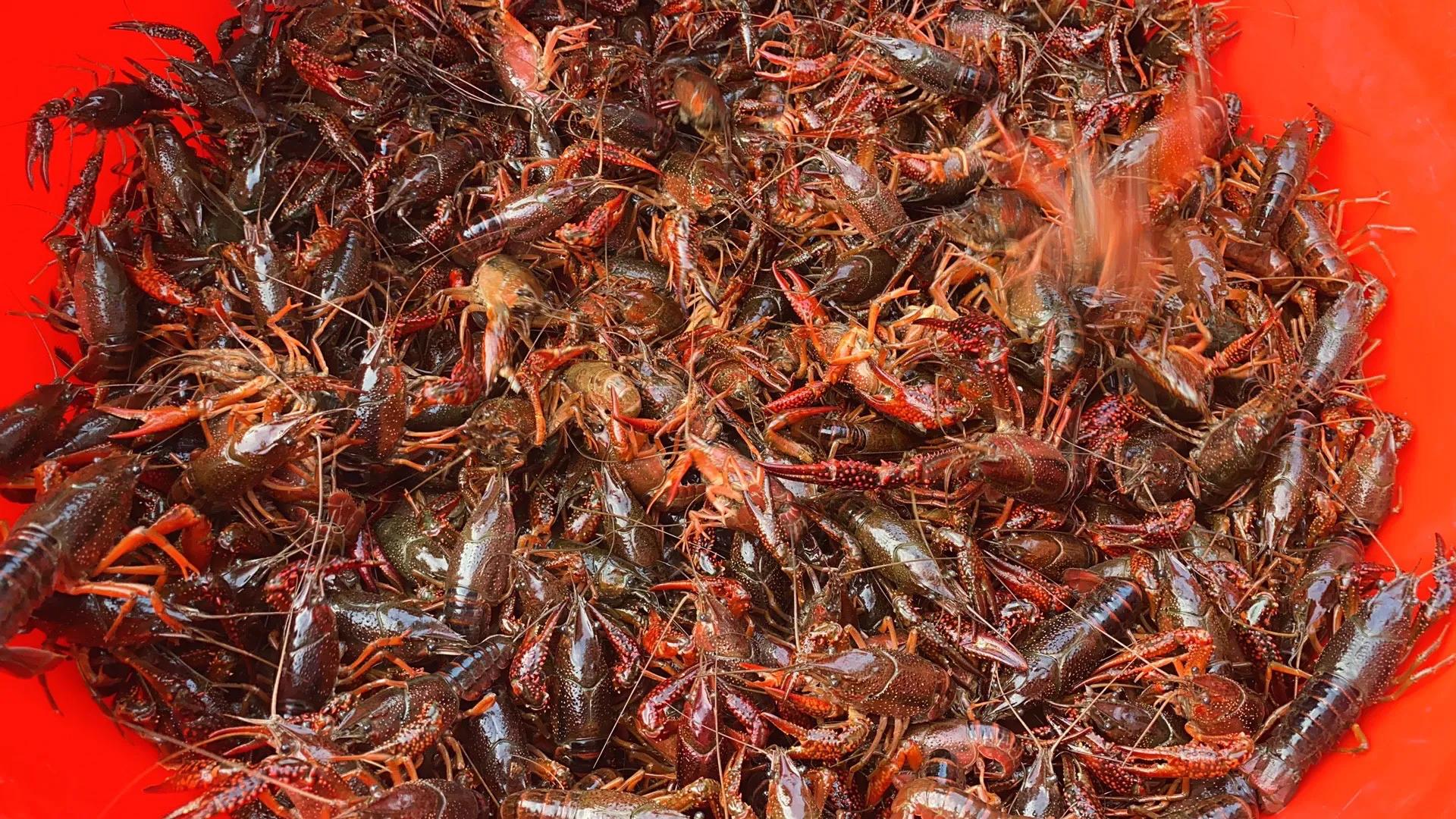 吃小龙虾中毒，不能怪小龙虾，只能怪你自己没做到这几点