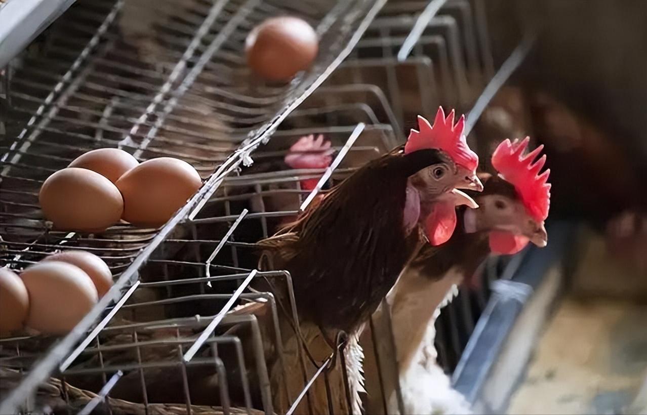 冬季蛋鸡饲养管理需要注意些什么,海兰褐商品代蛋鸡饲养管理手册