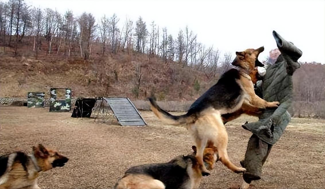 1939年日本狼狗部队,董翰良训练中国狼狗