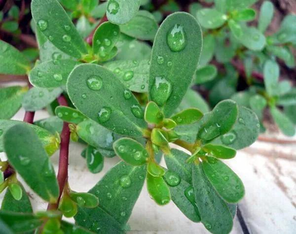 马蜂美食烹饪,美食马蜂菜菜饼教程