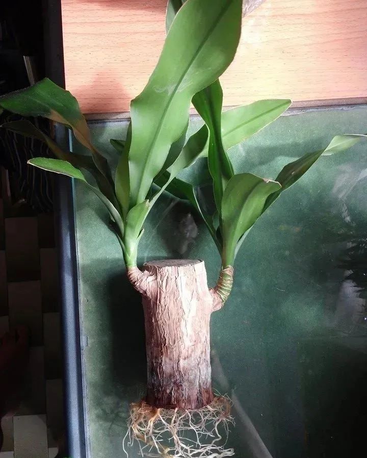 水培的巴西木可以种在花盆里吗,巴西木盆栽好还是水培好