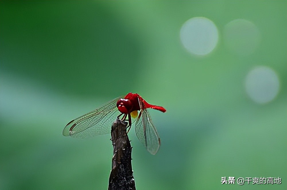 红蜻蜓散文朗诵,金波散文红蜻蜓读后感