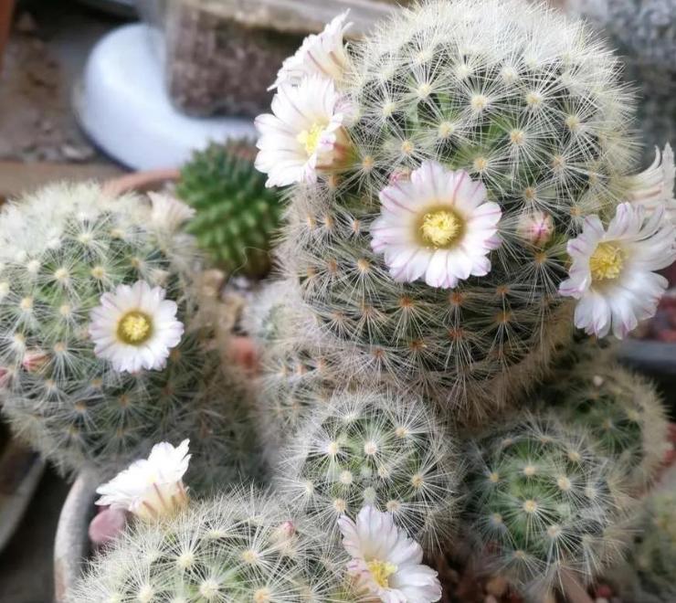 这十种花会招来鬼家里千万别养,家里养3种花忌讳