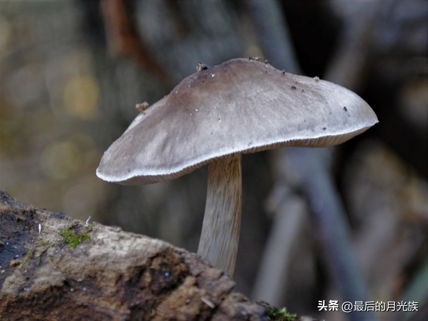 教你认识一下蘑菇,8种口味蘑菇