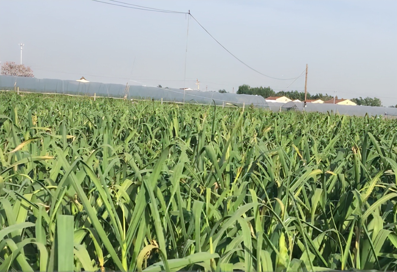 大蒜长势不好怎么回事,大蒜长不好要怎么办