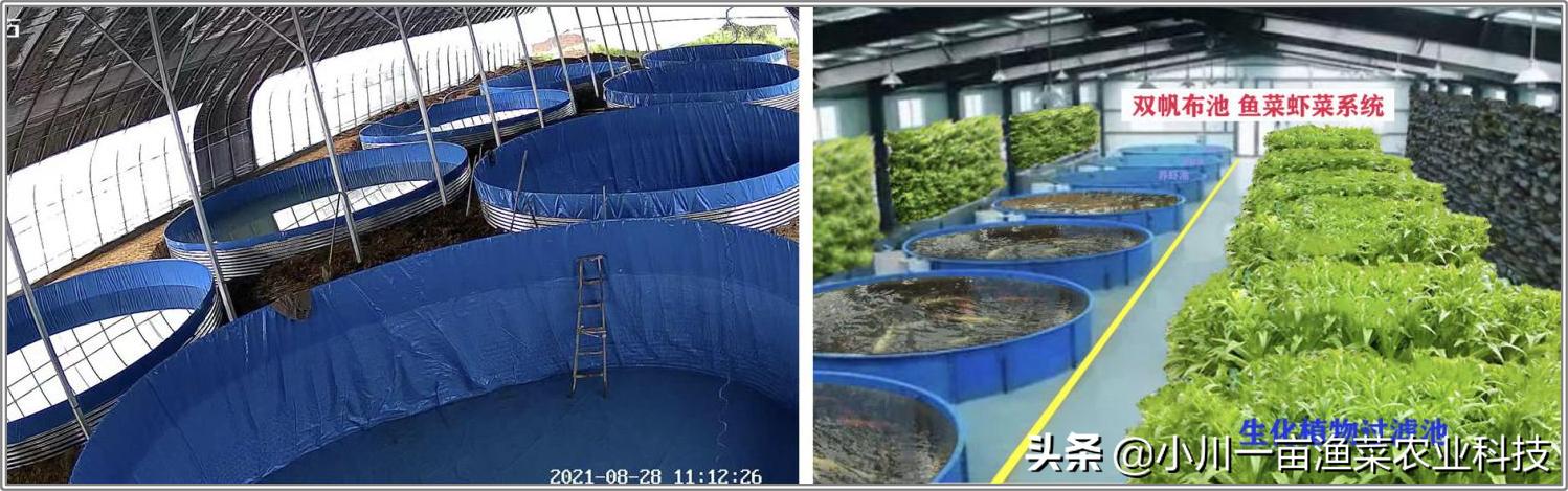 大型鱼菜共生水循环系统教程,家庭大鱼池鱼菜共生系统定制说明