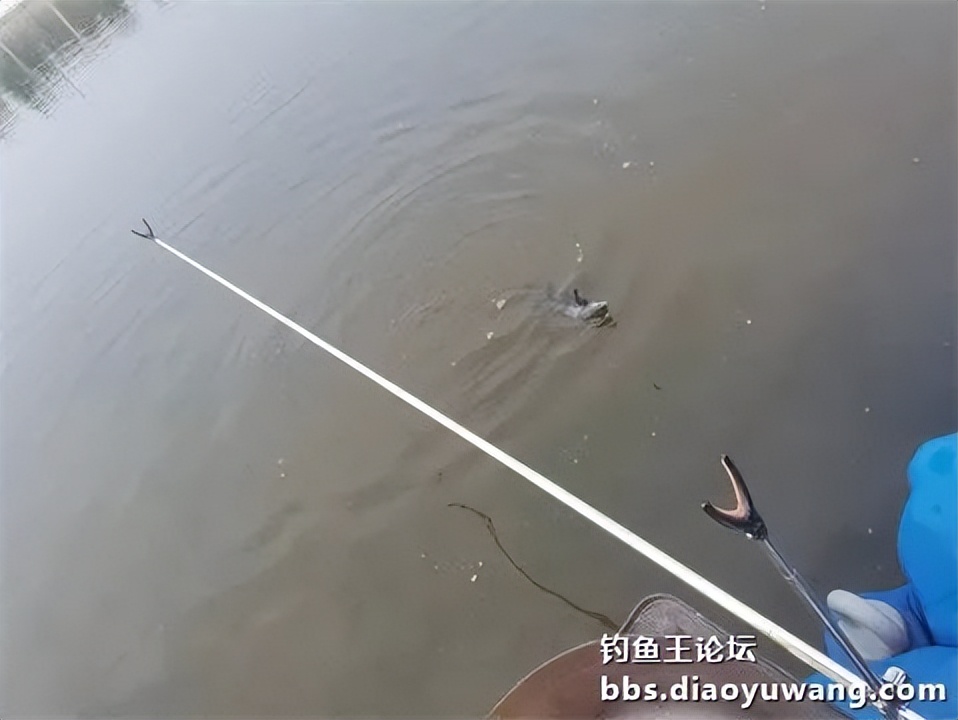 钓鱼王王者风范，拿捏多鱼种轻松