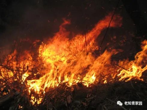 梁晓声知青小说,梁晓声知青全文