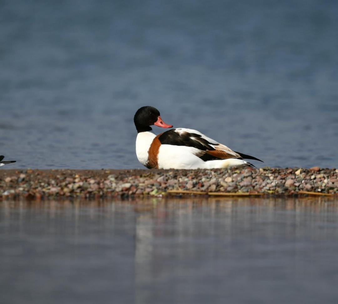 邛海鸟类保护动物名录,邛海动植物有哪些