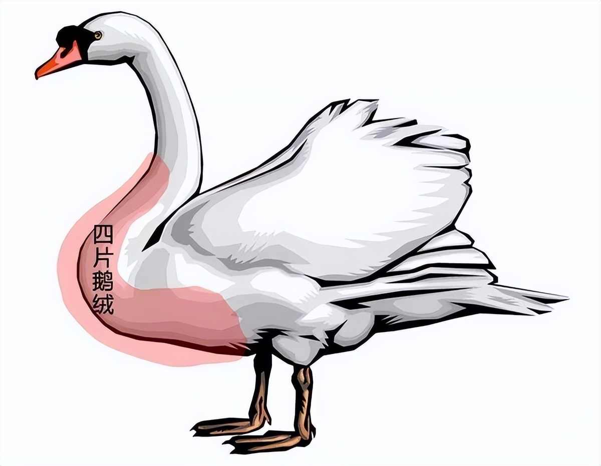 羽绒被哪款保暖最好,羽绒被鹅绒被哪个保暖好