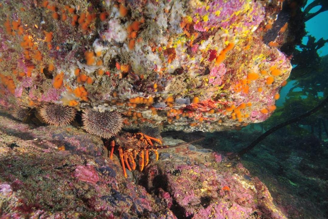 世界地图海鲜,澳大利亚最新海鲜图片