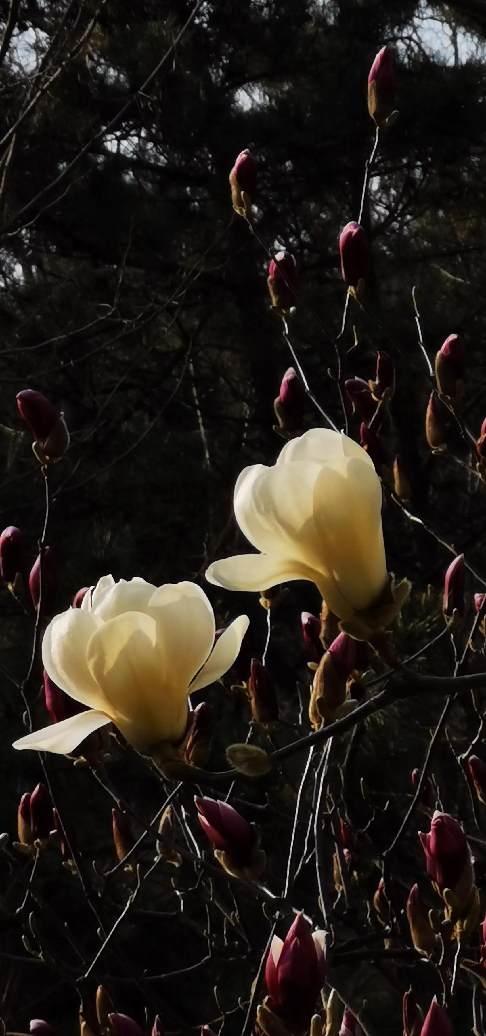 手拍世界近期作品,手拍世界完整版视频