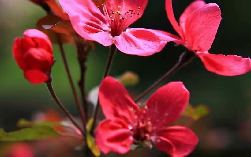 白羊座真正深爱一个人的六大表现,白羊座真正爱上一个人的表现